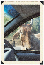 Holy Cow Rajasthan! with Namaste India Tours