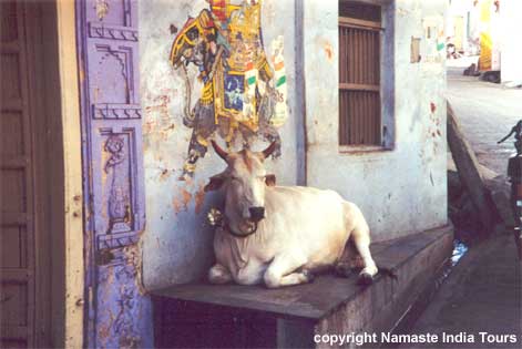 Namaste India Tours: Master of all she surveys.